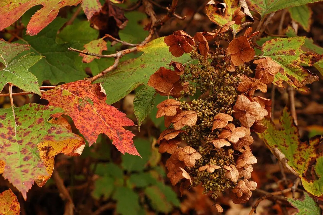 Oakleaf hydrangea (Hydrangea quercifolia) shifts into rich red and bronze fall color, with dried flower clusters adding texture late in the season.
