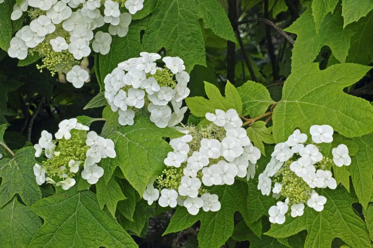 Oakleaf hydrangea (Hydrangea quercifolia) produces long-lasting, conical white flower clusters in early summer, bringing bold structure and brightness to the garden.