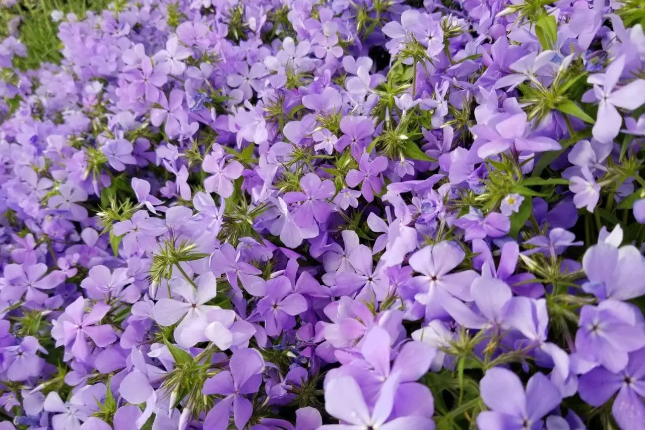 Woodland phlox (Phlox divaricata) delivers a vivid flush of blue-violet flowers in spring, creating a memorable burst of color before fading quietly into the background.