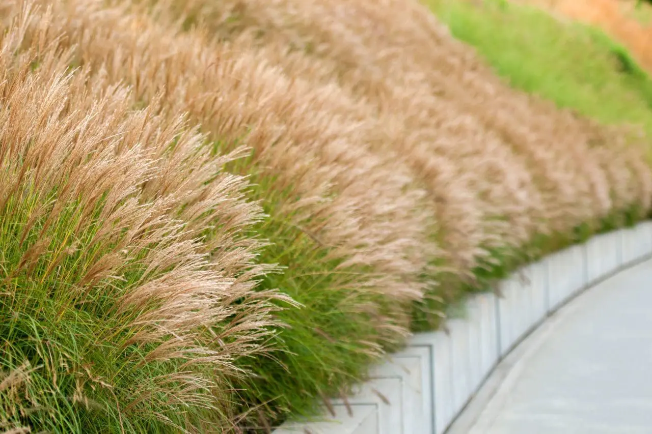 Ornamental Grass Miscanthus 'Adagio'