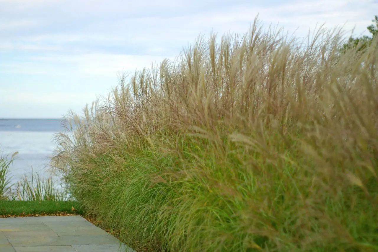 Pennisetum ‘Hameln’ forms compact mounds of arching green foliage topped with soft, bottlebrush-like flower plumes that add movement and texture to the garden.