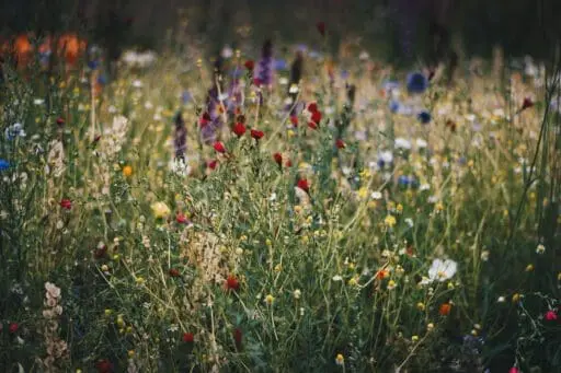 A diverse mix of colorful flowering plants creates a naturalistic pollinator garden, offering abundant forage and habitat for bees, butterflies, and other beneficial insects.
