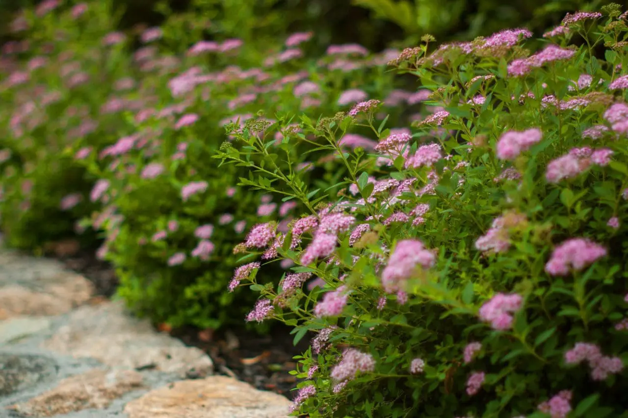 Spirea "Little Princess" will bloom from June until August with out any deadheading, making it a great low maintenance shrub.