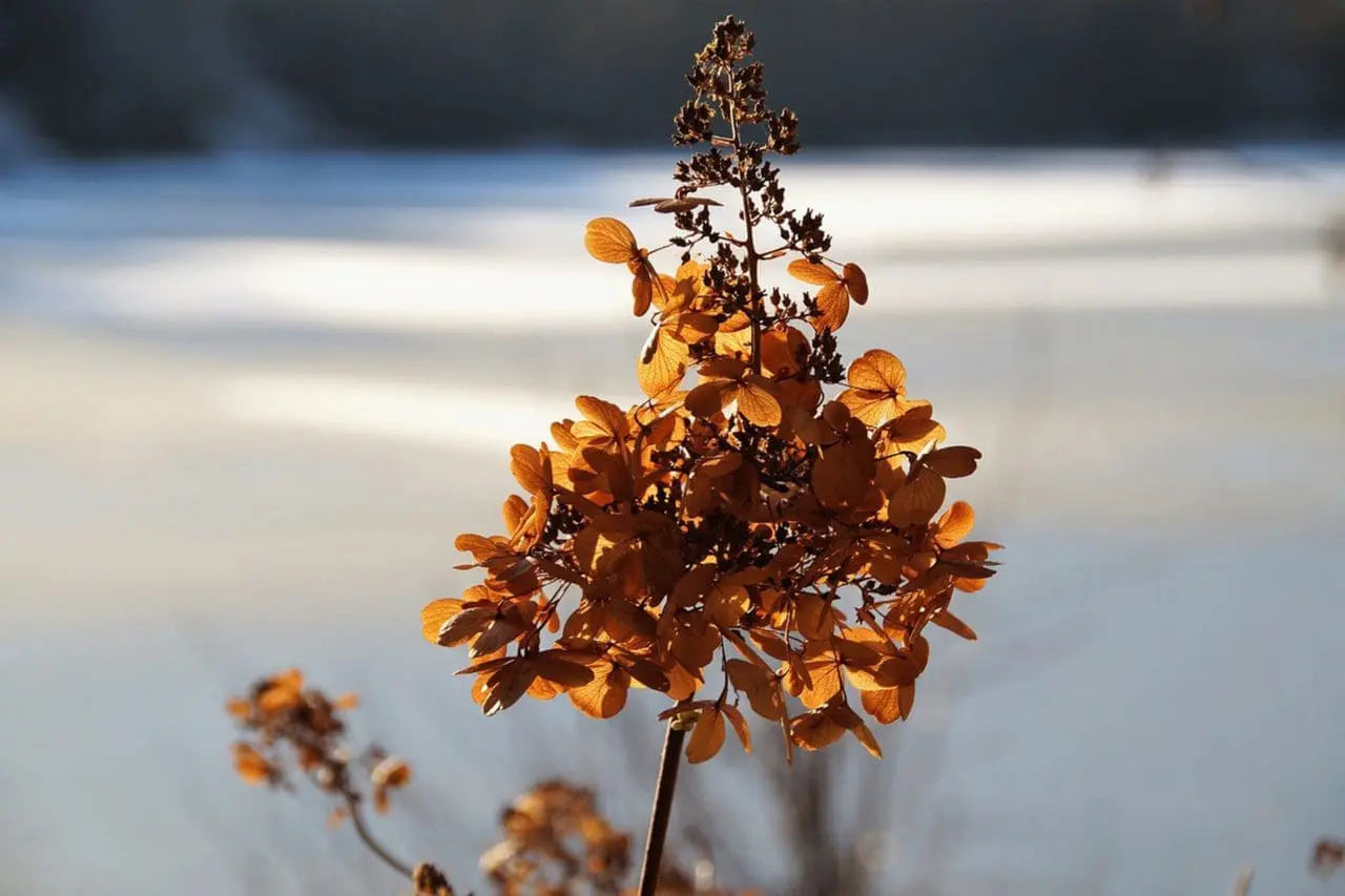 The cone shaped flower of Hydrangea paniculata