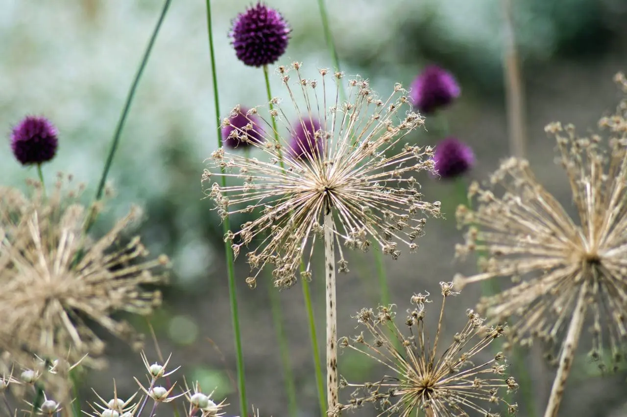 Allium seedheads form tiny starburst in the winter garden.