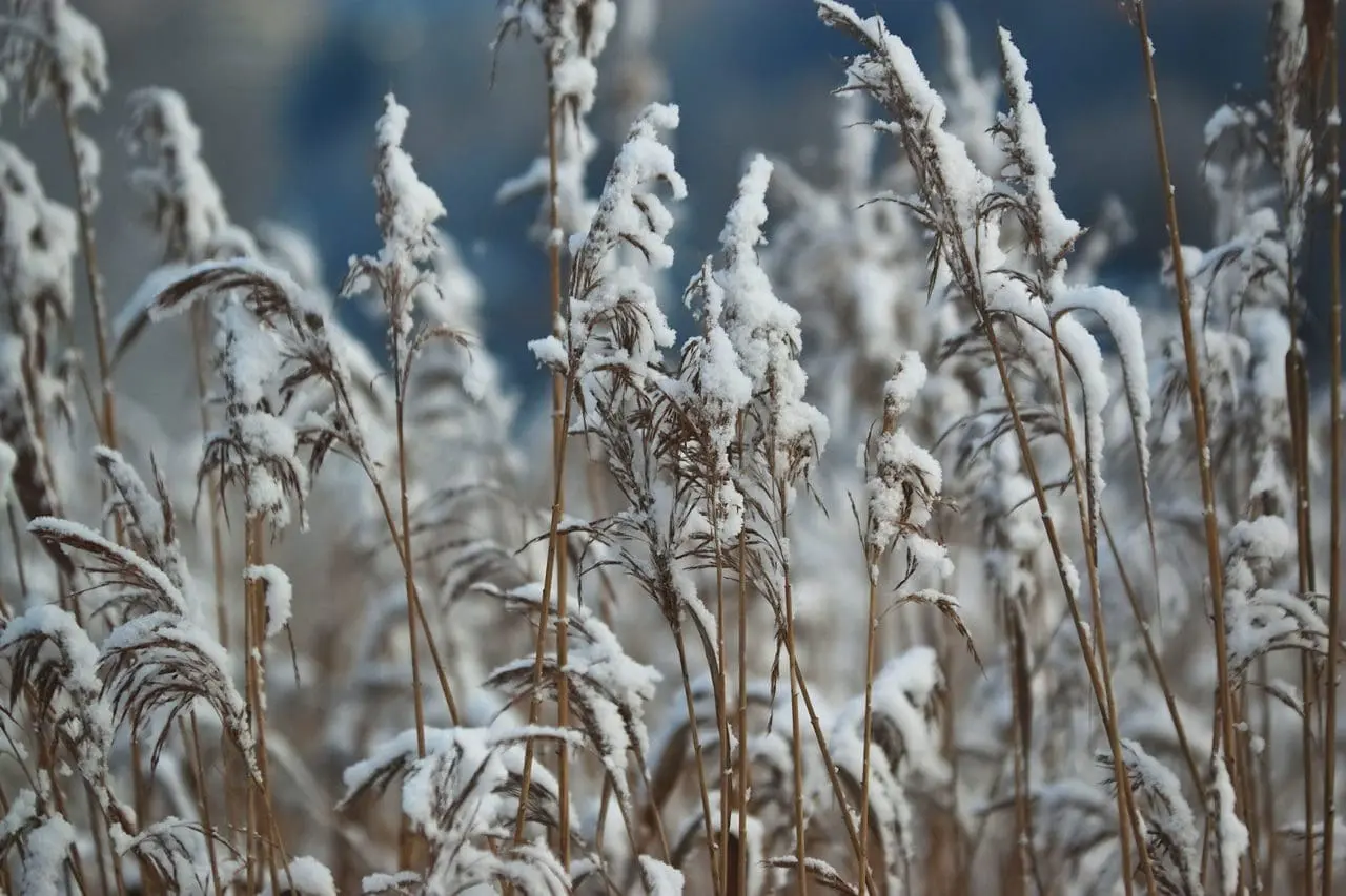 Tall grasses continue to provide screening and sanctuary for wildlife.