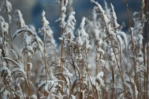 Tall grasses continue to provide screening and sanctuary for wildlife.