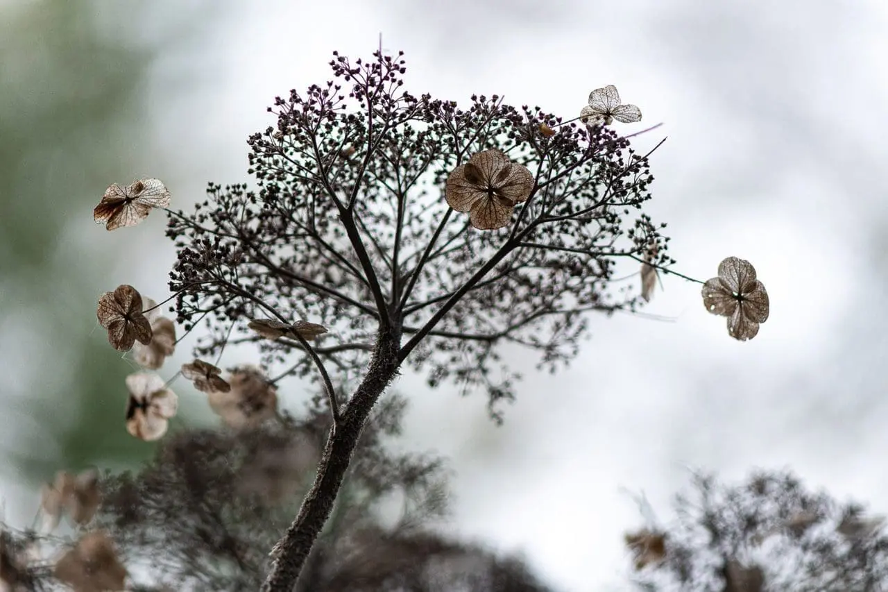 Snow-covered ground brings the garden’s winter silhouette into focus, highlighting the sculptural forms of trees, shrubs, and ornamental grasses after the growing season fades.