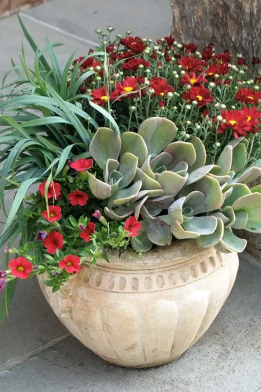 containers - succulent, chrysanthemum