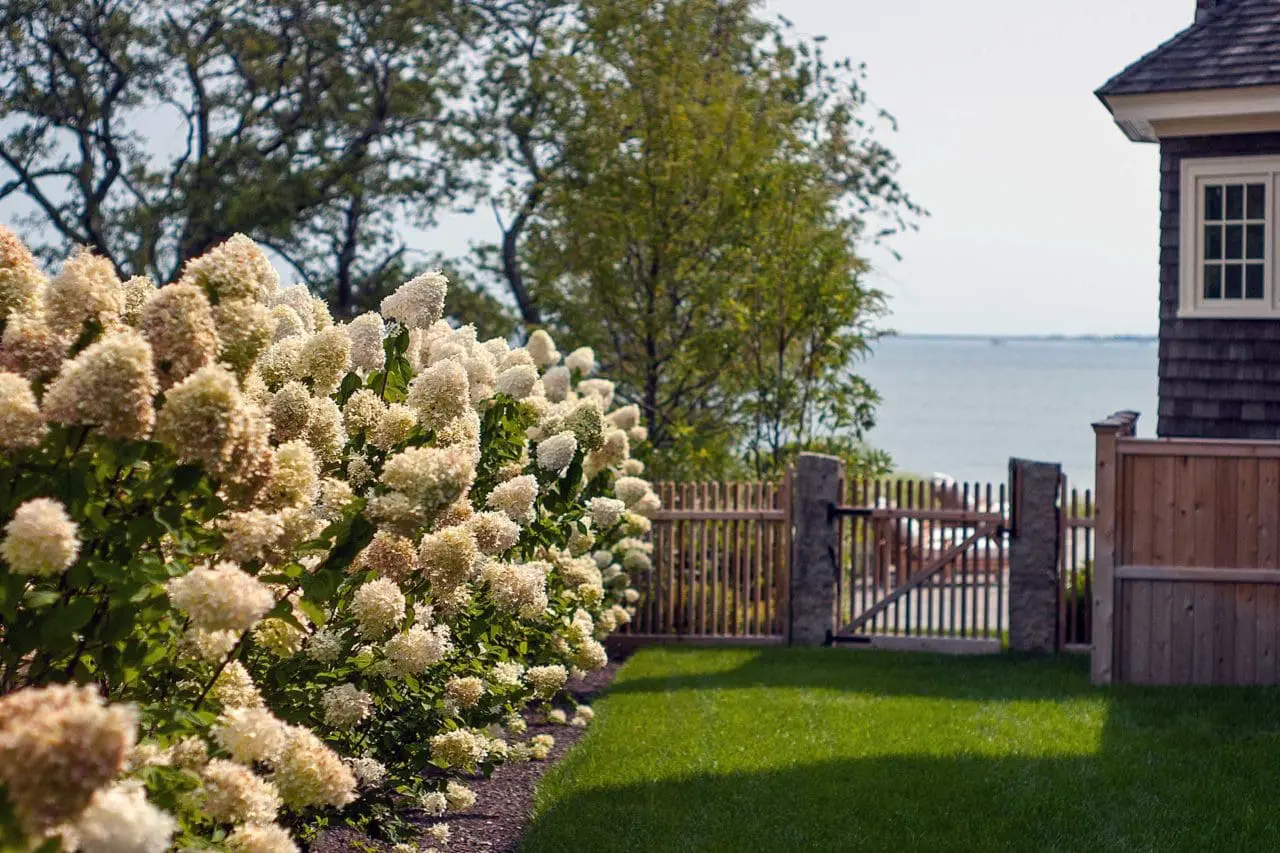 Duxbury, MA - Limelight hydrangeas lead the way to a granite post gate and ocean views.