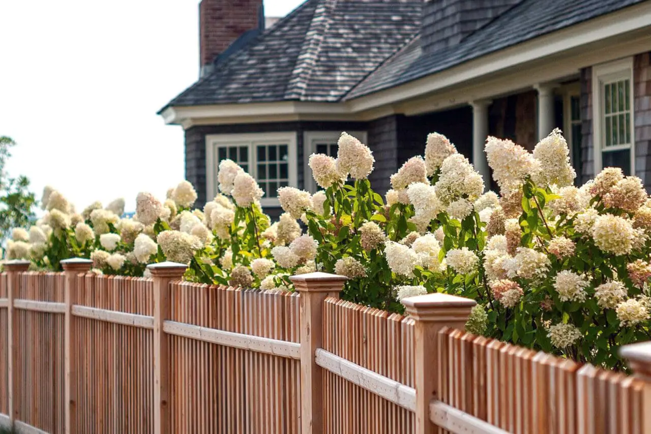 Cedar fencing in Duxbury, MA paired with hydrangeas offers privacy while softening property lines with seasonal color and texture.