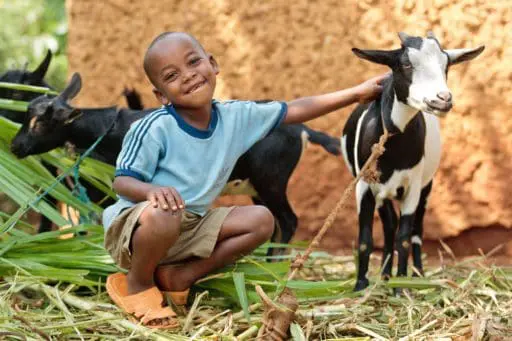 Giving Back to Heifer International, charity