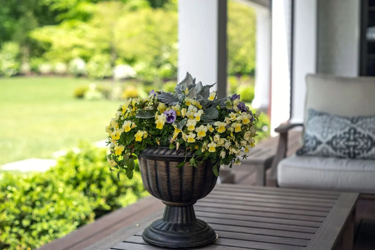 A pedestal urn sized for tabletop use displays spring pansies, bringing seasonal color to a porch in a compact, low-maintenance container.