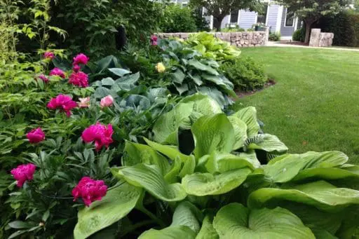 Wayland, MA - A variety of native and non-native plantings add visual interest throughout the property.