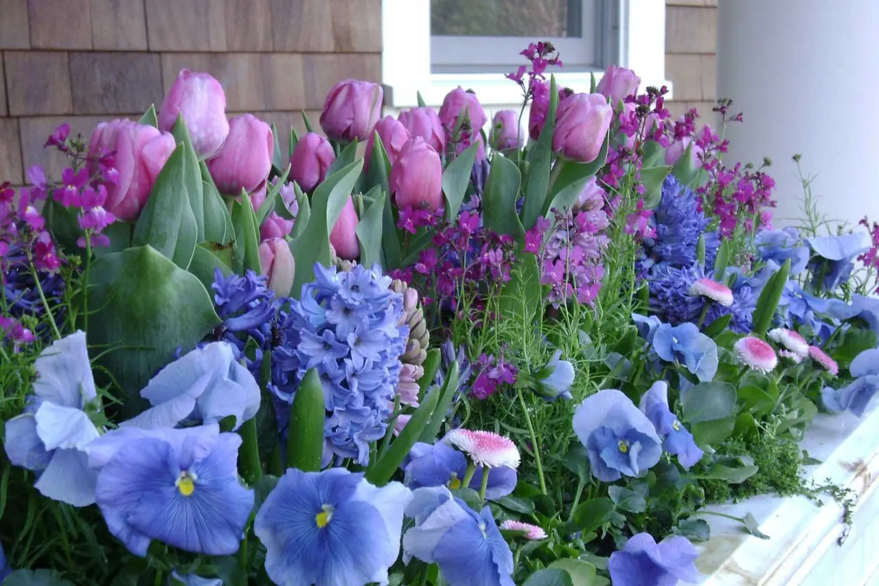 White wood window box planted with pink tulips, blue hyacinth, and spring bulbs, delivering fresh seasonal color and layered texture to a traditional façade.