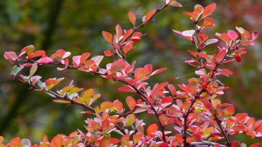 Japanese barberry is an invasive Massachusetts shrub that can spread into natural areas and crowd out native plants.