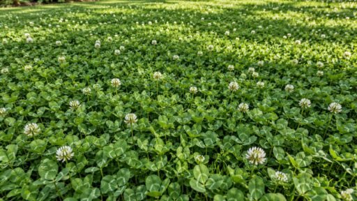Clover Ground Cover