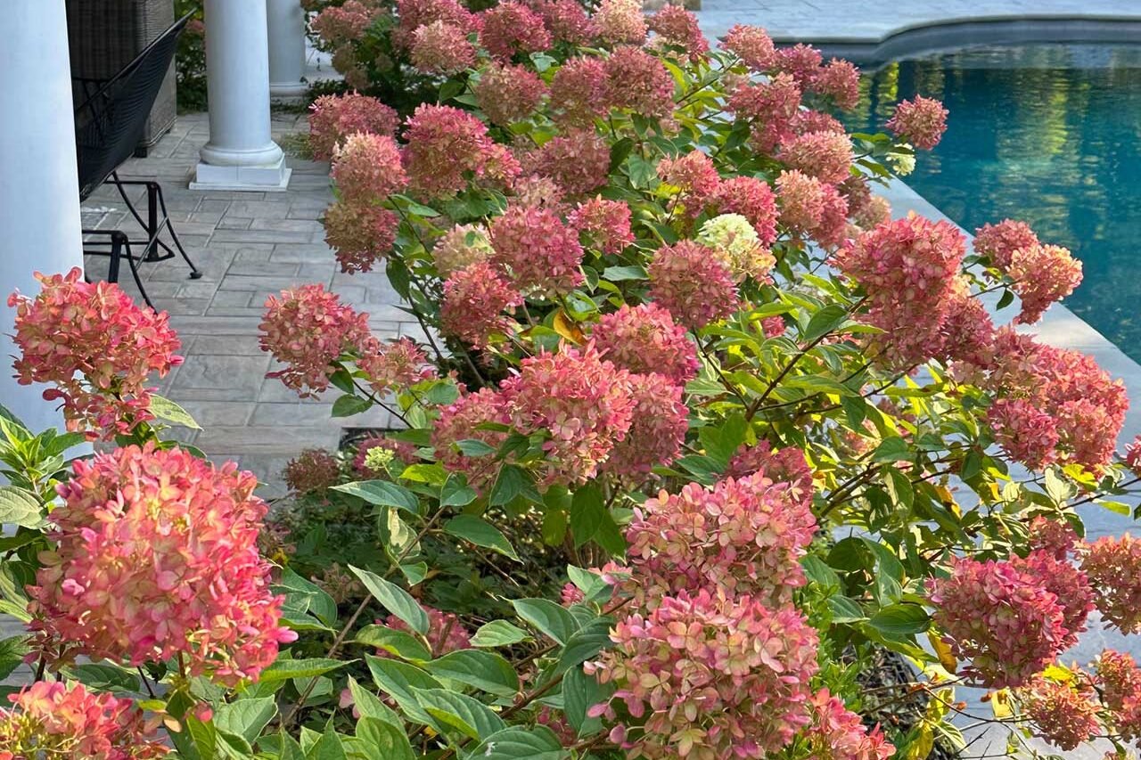 Hydrangea paniculata hedge in Duxbury, Massachusetts, creating a lush seasonal privacy screen with large white flower clusters.