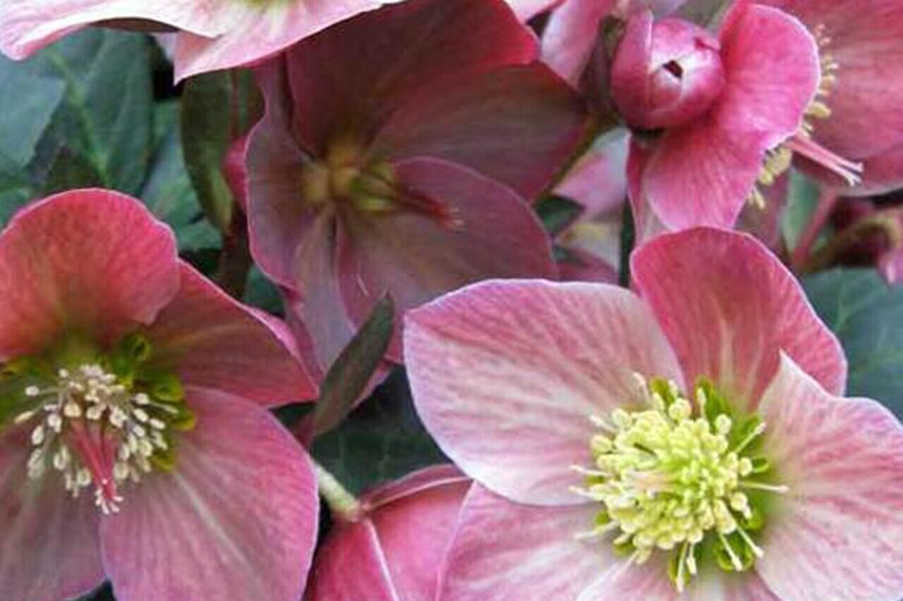 Pink hellebore flowers bloom above glossy evergreen foliage, bringing rich color and texture to the garden during the cooler months.