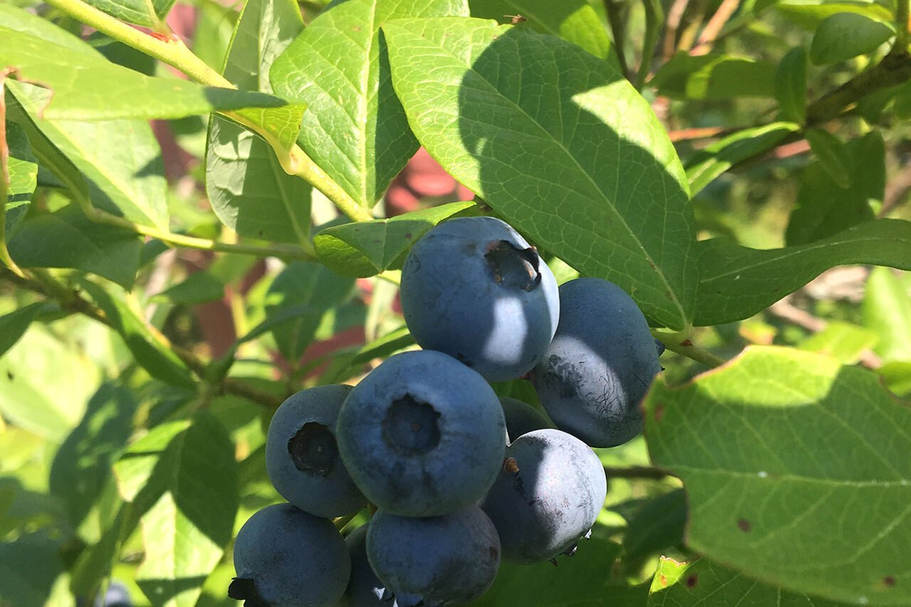 High bush blueberry: This plant hosts 217 caterpillar species and provides food for 14 species pollinator bees.