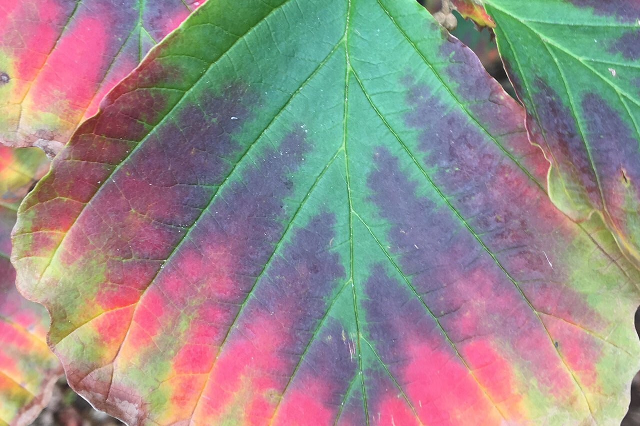 Native Witch Hazel: This native shrub/tree provides food for pollinators when not much else is blooming.