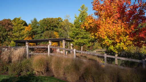 Carlisle, MA - Strong tree forms, ornamental grasses, and structural plantings provide visual interest beyond the growing season, ensuring the landscape remains engaging and well-defined throughout the year.