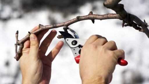 Close-up of winter pruning with hand pruners cutting a dormant tree branch against a snowy landscape.