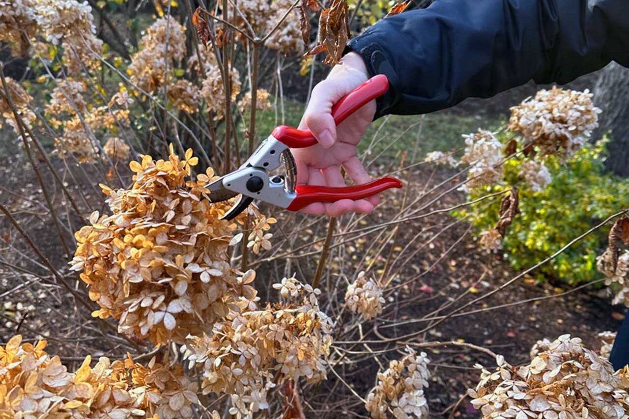 Winter pruning of dormant trees and shrubs on a residential property, helping maintain healthy growth, structure, and shape before spring.