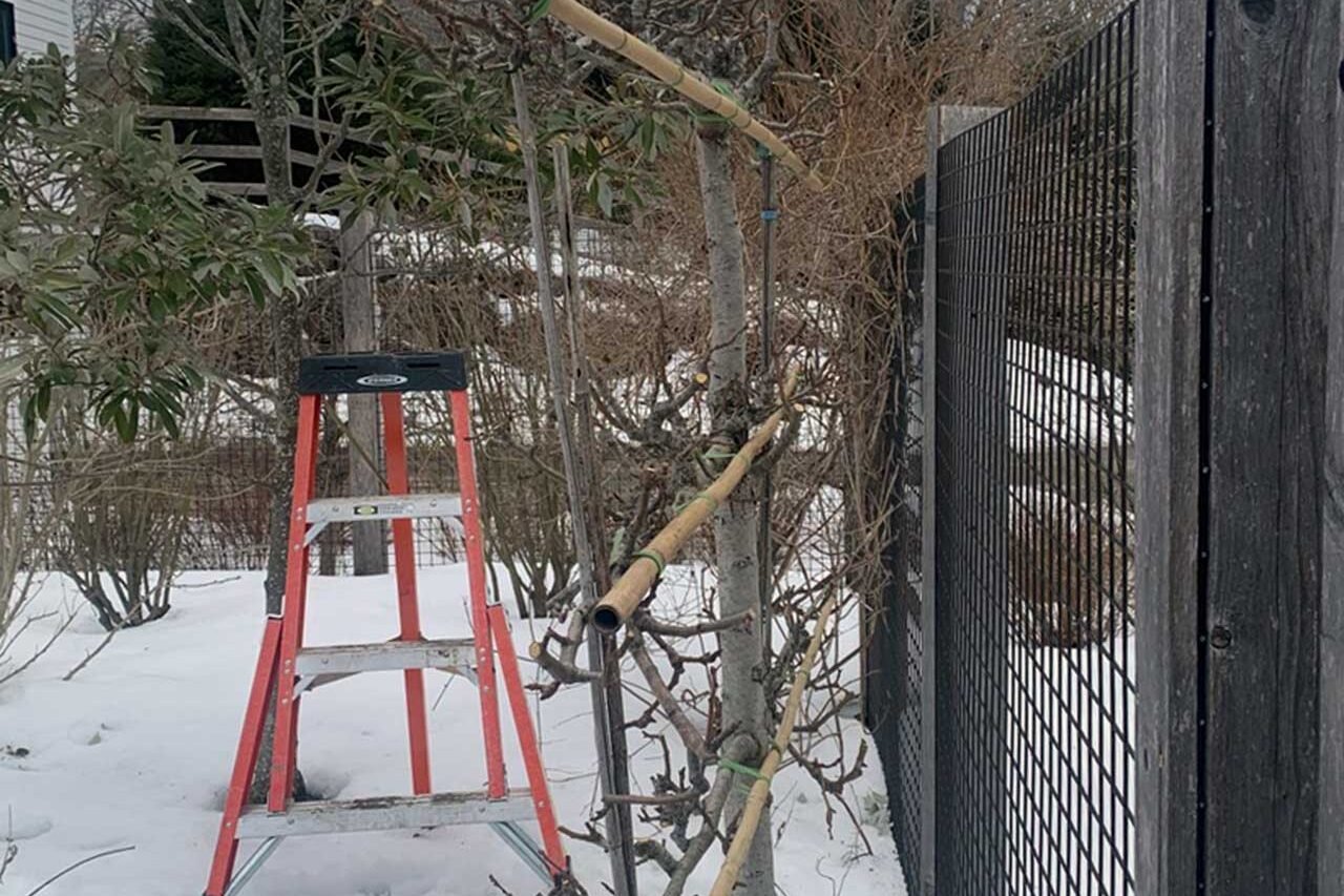 Dormant espaliered fruit tree in a snowy winter garden, with branches trained along bamboo supports beside a red pruning ladder.