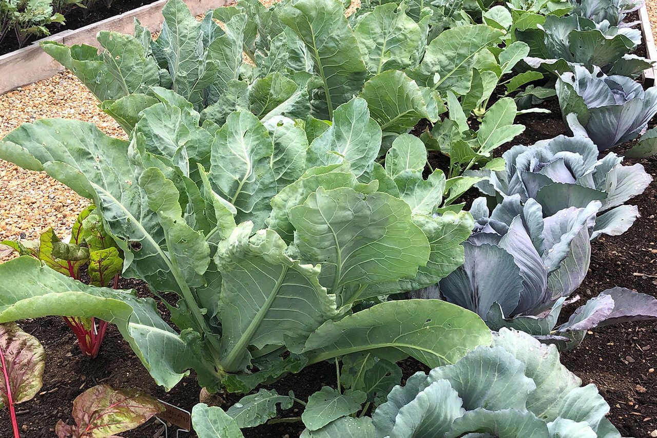 Carlisle, MA - Raised beds are softened with cottage garden plantings, blending ornamental and edible elements into a relaxed, agrarian composition.
