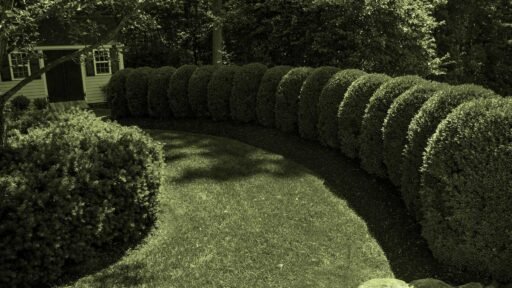 Wellesley, MA - A sweeping row of mature, tightly clipped boxwoods creates a strong curved border around a lawn in a Wellesley landscape.