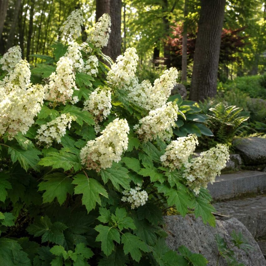 Oakleaf hydrangeas: Creamy white flower clusters and distinctive oak-shaped leaves identify oakleaf hydrangeas (Hydrangea quercifolia), which usually bloom on old wood.