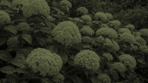 Sudbury, MA - A leafy hydrangea with sparse flowers illustrates a common problem for plants that produce abundant foliage but few blooms.