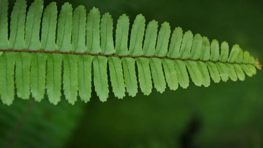 A close-up of a Christmas fern frond, showing its distinctive leathery green leaflets and finely textured form.