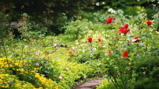 A narrow garden path winds through a lush historic-style planting of roses, perennials, and groundcovers, creating a layered, informal sense of discovery.