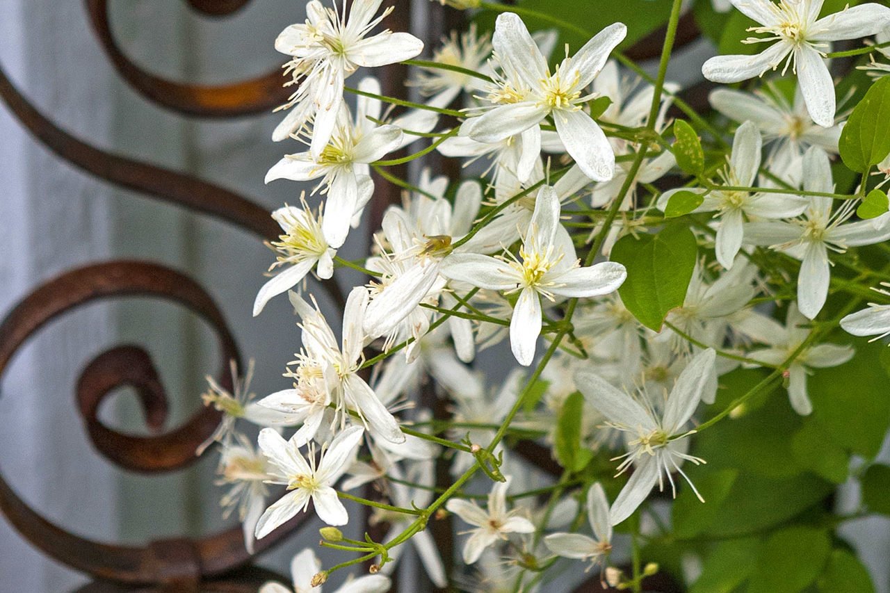 Clematis vines spill across the garden with soft, feathery seed heads, adding texture and a silvery note as fall settles in.