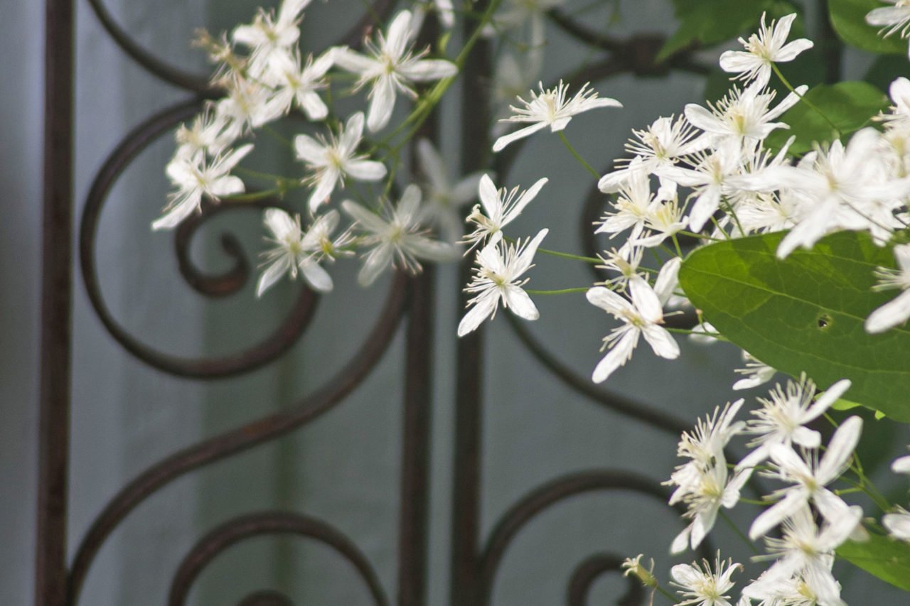 Clematis vines spill across the garden with soft, feathery seed heads, adding texture and a silvery note as fall settles in.