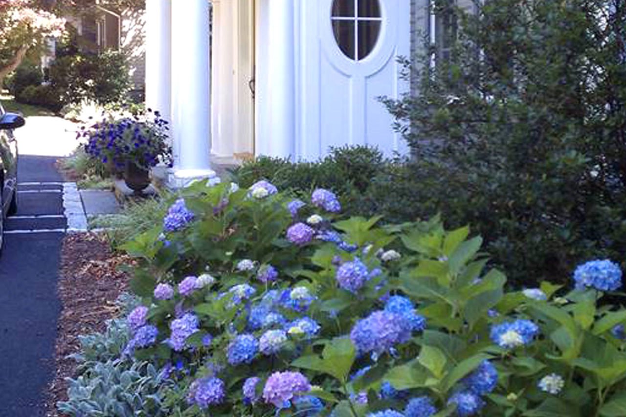 Tall hydrangeas frame the entryway with abundant white blooms, adding height, softness, and a welcoming garden presence.