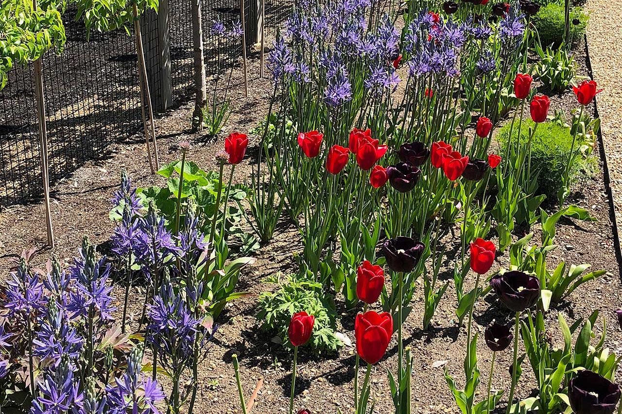 Spikes of blue, this late blooming bulb, Camassia is great to mix in a perennial bed and give a different texture.