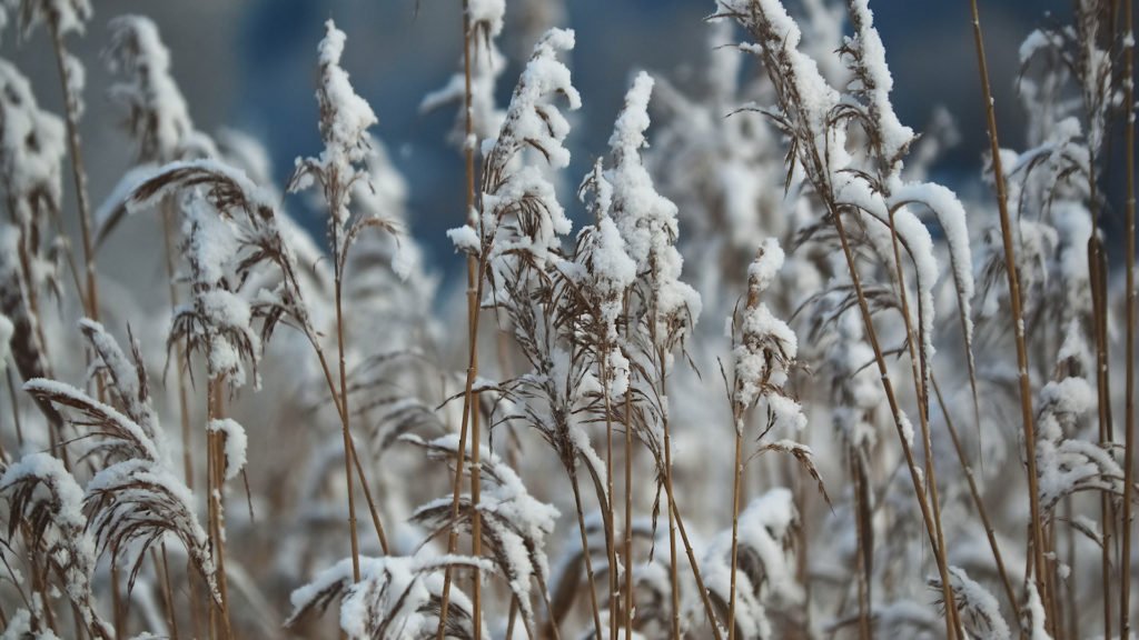 Tall grasses continue to provide screening and sanctuary for wildlife.