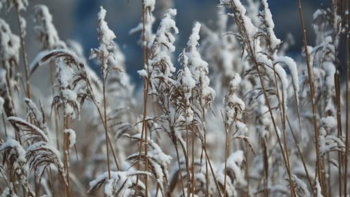 Tall grasses continue to provide screening and sanctuary for wildlife.