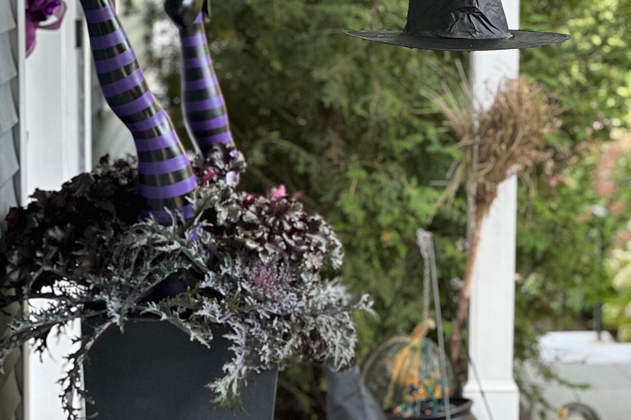 Lexington, MA - Inn entrance dressed with a giant spider, cornstalks, and pumpkins blends harvest decor with Halloween fun, welcoming guests with playful seasonal flair.