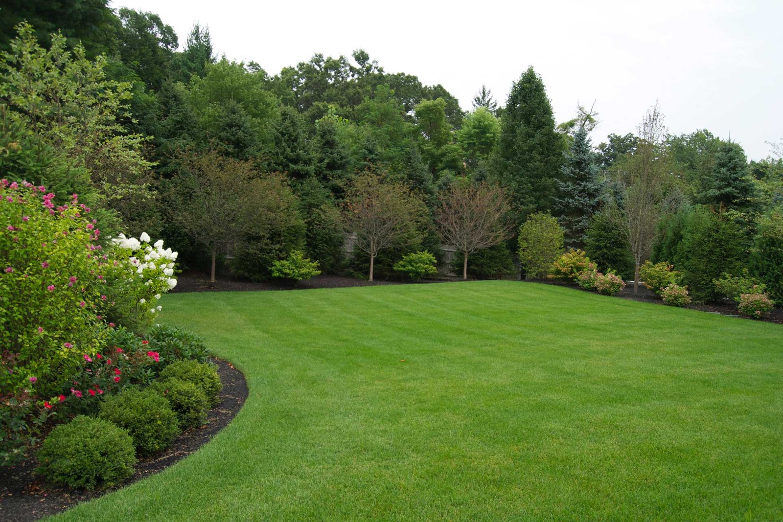 Needham backyard lawn with privacy planting and curved garden bed