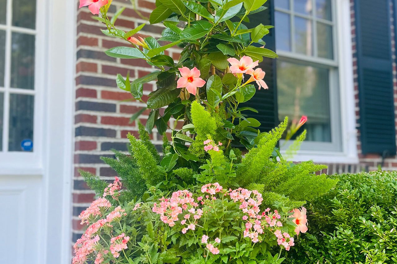 A classic cast iron urn at the entry features mandevilla, ferns, and mixed annuals, balancing elegance with manageable summer care.