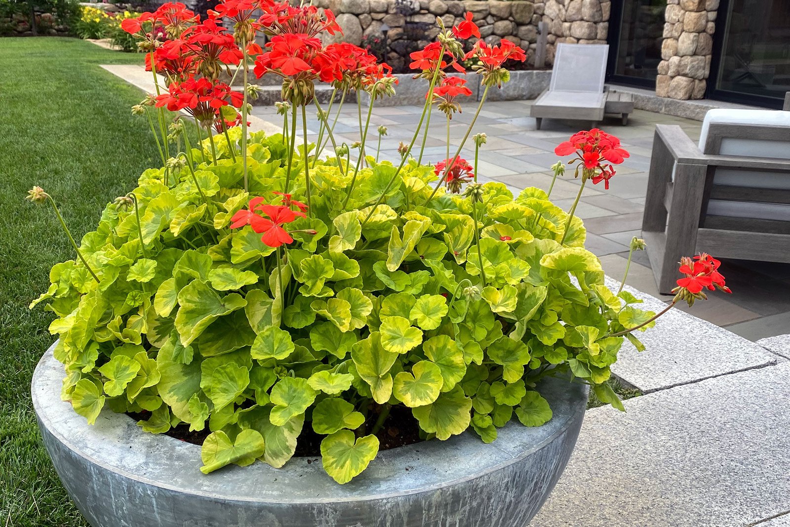 A large metal bowl overflows with geraniums and chartreuse foliage on a terrace in Weston, MA, delivering bold summer color with simple upkeep.