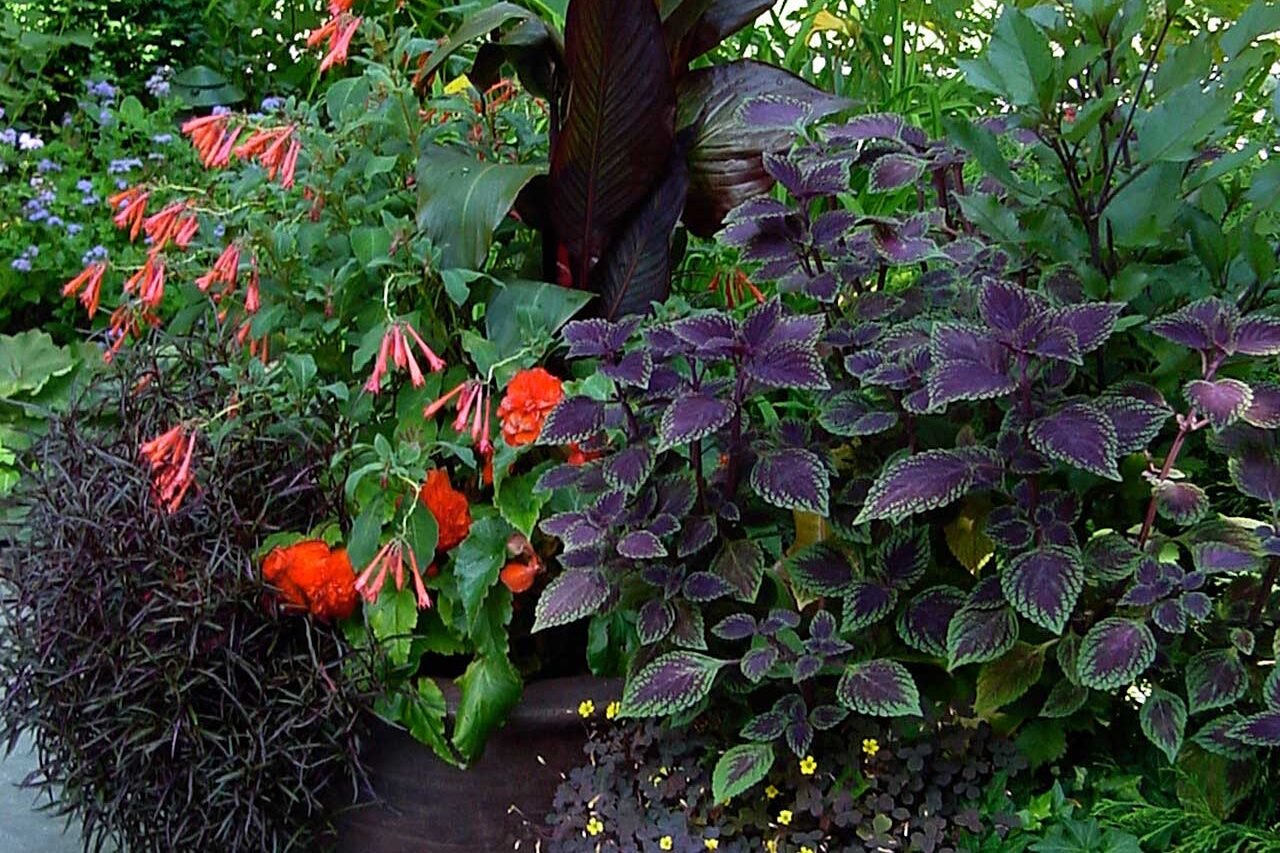 A shade garden container mixes foliage plants for summer interest, providing consistent color and texture without relying on flowers or frequent maintenance.