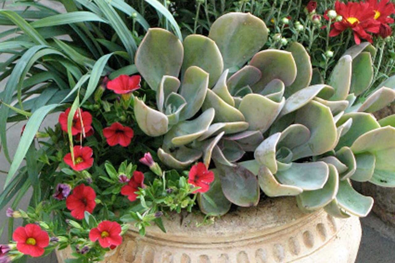 A stone urn in a courtyard setting supports a mix of succulents and annuals, offering precise plant control and easy seasonal updates without disturbing hardscape.