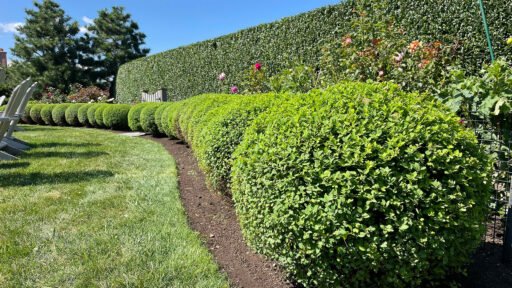 Wellesley, MA - curved boxwood hedge defines the lawn edge, offering evergreen privacy and a refined transition between open space and planting.