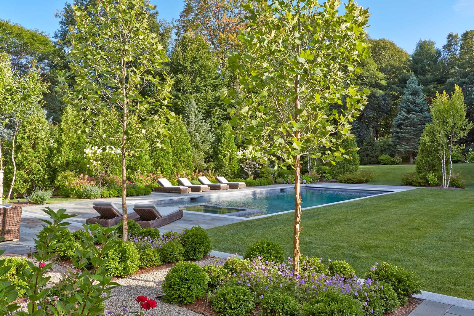 Weston backyard with pool, lounge terrace, and layered plantings