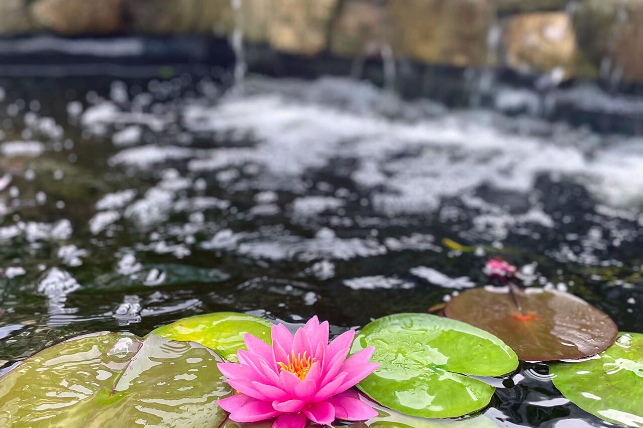 Lily pads and a natural waterfall create a layered pond ecosystem that cools the landscape, supports wildlife, and adds seasonal interest.